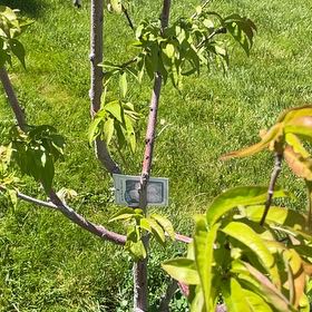 Photo of the plant species Nectafine Nectarine by @RootandRitual named Nectarine - Arctic Blaze white on Greg, the plant care app