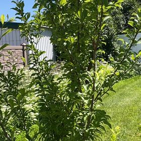 Photo of the plant species Santa Rosa Plum by @RootandRitual named Plum - Santa Rosa on Greg, the plant care app