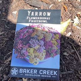 Photo of the plant species Common Yarrow by @RootandRitual named Yarrow - Flowerburst Fruitbowl on Greg, the plant care app