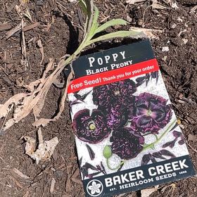 Photo of the plant species Black Poppy by @RootandRitual named Poppy - Black Peony on Greg, the plant care app