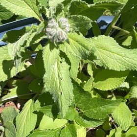 Photo of the plant species Borage by @RootandRitual named Borage - blue & white on Greg, the plant care app