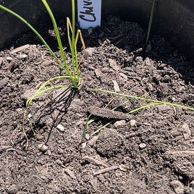 Photo of the plant species Chives 'Staro' by @RootandRitual named Chives - Common on Greg, the plant care app