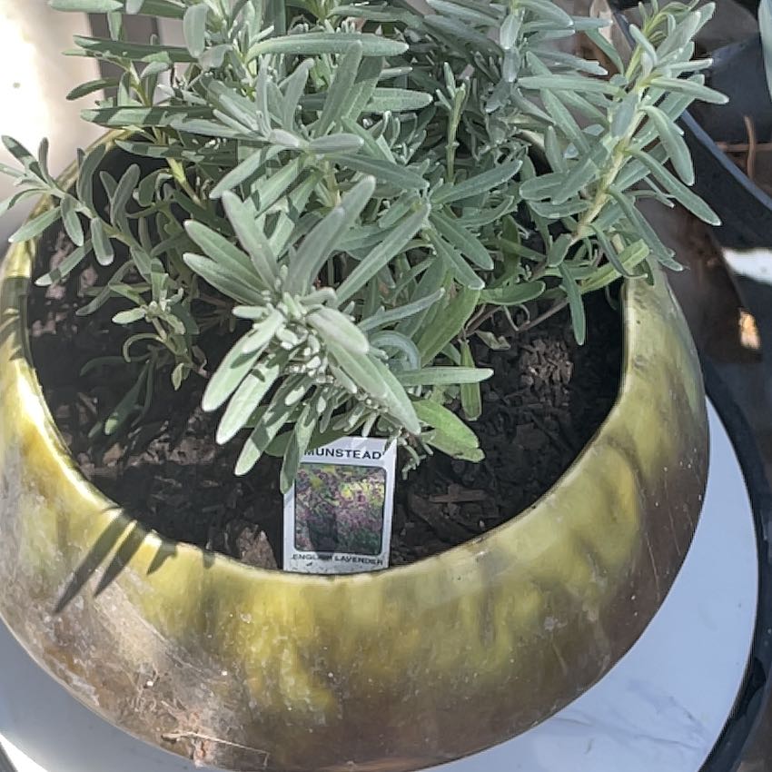 Photo of the plant species MUNSTEAD LAVENDER by @RootandRitual named Lavender on Greg, the plant care app