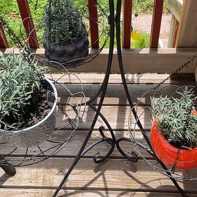 Photo of the plant species MUNSTEAD LAVENDER by @RootandRitual named Lavender 3,4,5 on Greg, the plant care app