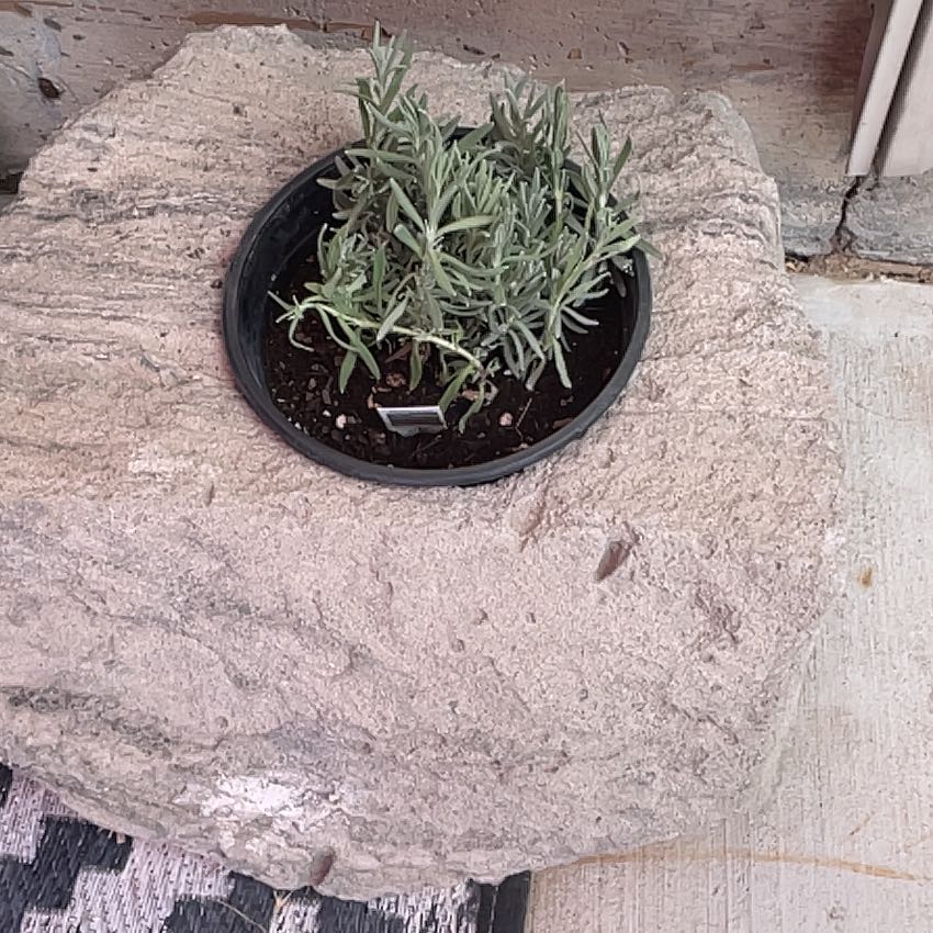 Photo of the plant species MUNSTEAD LAVENDER by @RootandRitual named Lavender 2 on Greg, the plant care app