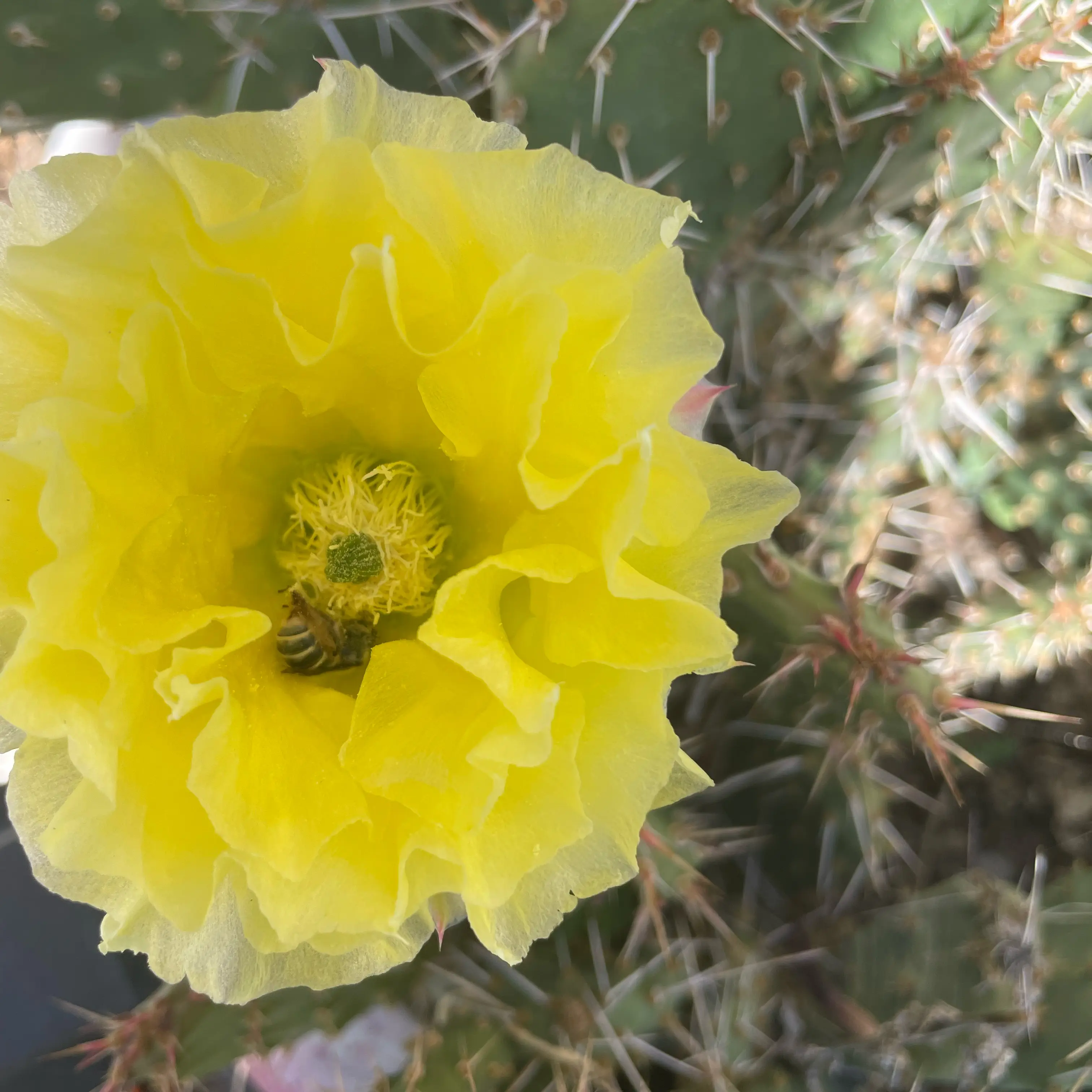 Photo of the plant species Brownspine Prickly Pear by @RootandRitual named Hestia on Greg, the plant care app