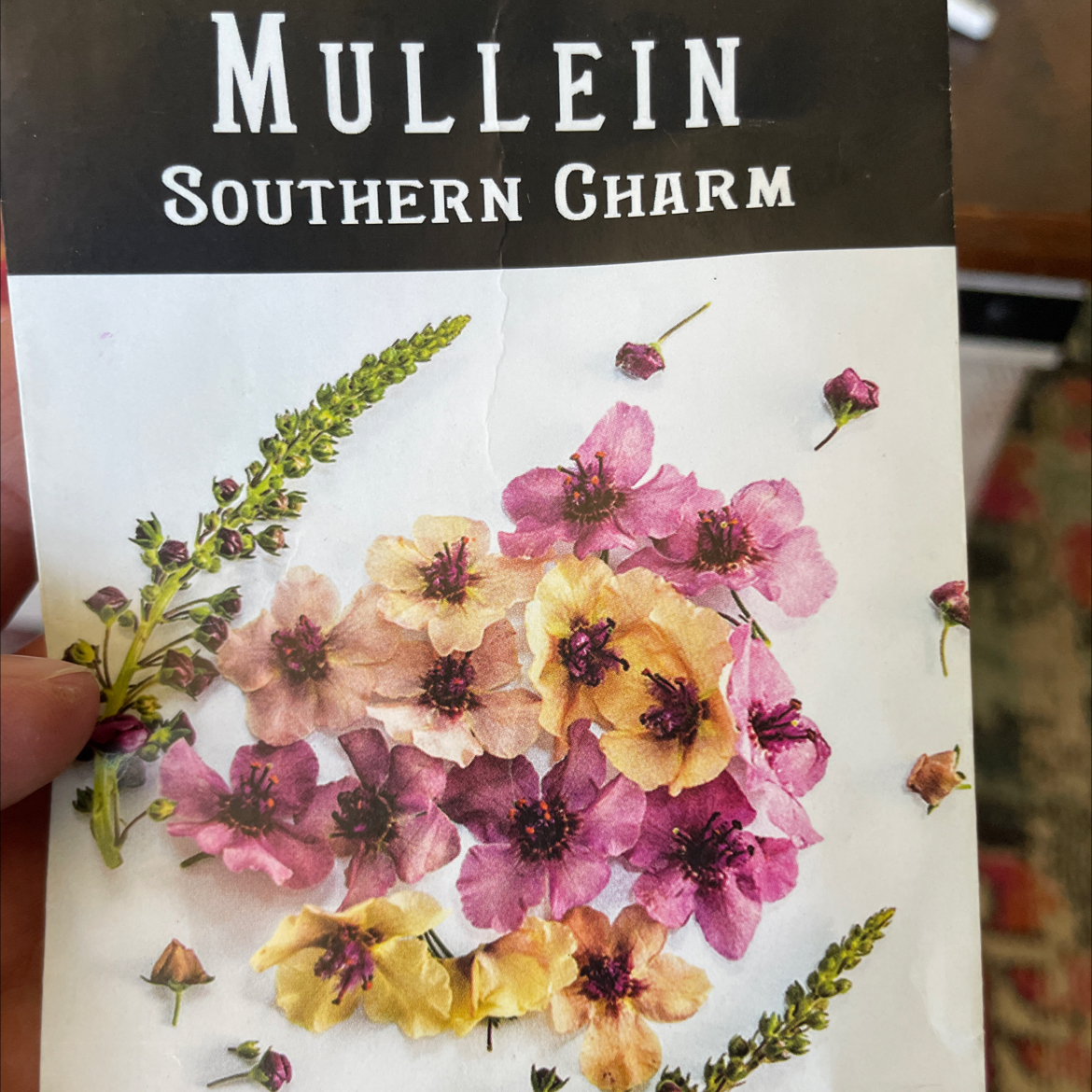 Photo of the plant species Mullein by @RootandRitual named Mullein - Southern Charm on Greg, the plant care app