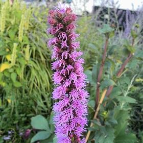 Photo of the plant species Liatris Spicata by @GenuineBacopa94 named Willow on Greg, the plant care app