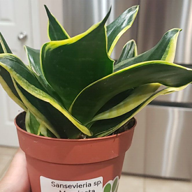 Photo of the plant species Sansevieria 'Hahnii Jade Marginata' by @VipDill92 named Cleopatra on Greg, the plant care app