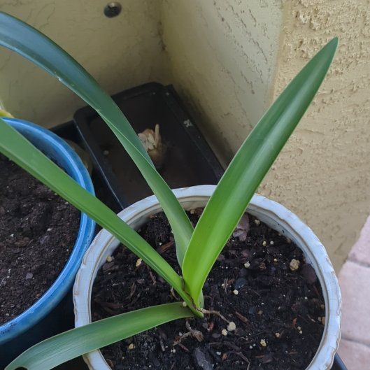 Photo of the plant species Apple Blossom Amaryllis by @SmartCoojong49 named Gorthaz the Indestructible on Greg, the plant care app
