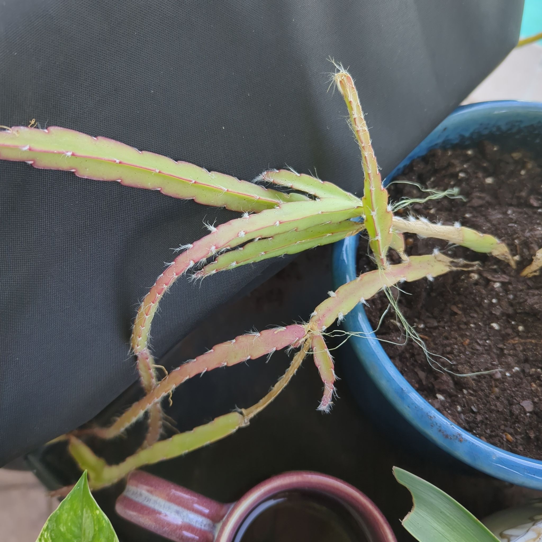 Photo of the plant species Hurricane Cactus by @SmartCoojong49 named Flo-rida on Greg, the plant care app