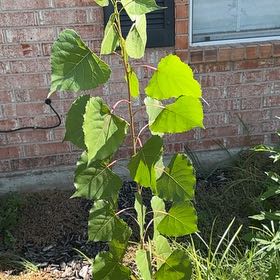 Photo of the plant species Common Cottonwood by @FitNikkofir4 named Plato on Greg, the plant care app