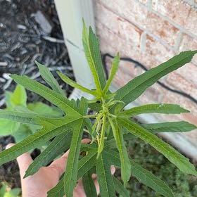 Photo of the plant species African Sumac by @FitNikkofir4 named Ronaldo on Greg, the plant care app