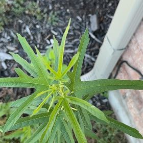 Photo of the plant species Large Kangaroo Apple by @FitNikkofir4 named Foxxy on Greg, the plant care app