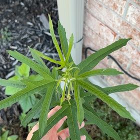 Photo of the plant species African Sumac by @FitNikkofir4 named Mochi on Greg, the plant care app