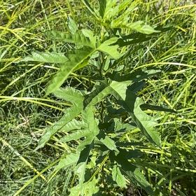 Photo of the plant species Queen of the Prairie by @FitNikkofir4 named Sanders on Greg, the plant care app