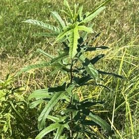 Photo of the plant species Prairie Sage by @FitNikkofir4 named Mando on Greg, the plant care app
