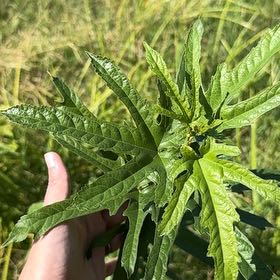Photo of the plant species Queen of the Prairie by @FitNikkofir4 named Orwell on Greg, the plant care app