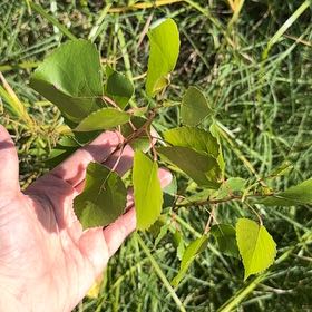 Photo of the plant species Quaking Aspen by @FitNikkofir4 named Zion on Greg, the plant care app