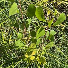 Photo of the plant species Common Cottonwood by @FitNikkofir4 named Cleopatra on Greg, the plant care app