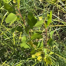 Photo of the plant species Quaking Aspen by @FitNikkofir4 named Scarlett on Greg, the plant care app