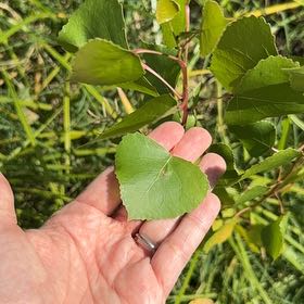 Photo of the plant species Common Cottonwood by @FitNikkofir4 named Harmony on Greg, the plant care app