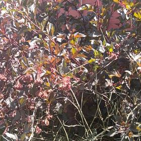 Photo of the plant species Leatherleaf by @PrizedSalad5 named Cleopatra on Greg, the plant care app