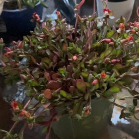 Photo of the plant species Porlulance Oleracea by @YiftEmoryoak26 named Miley on Greg, the plant care app
