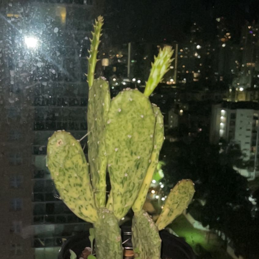 Photo of the plant species Sunburst Opuntia by @CasualKaraka77 named Gaga on Greg, the plant care app
