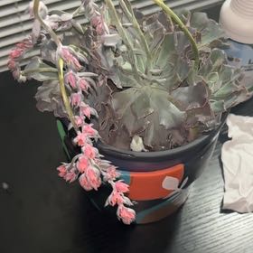 Photo of the plant species Echeveria Shaviana Pink Frills by @ZarfGreen58 named Marilyn on Greg, the plant care app