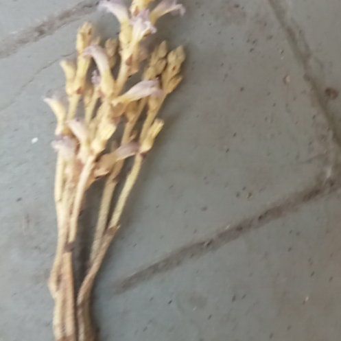 Photo of the plant species Beechdrops by @FitRuby3 named Girlfrond on Greg, the plant care app