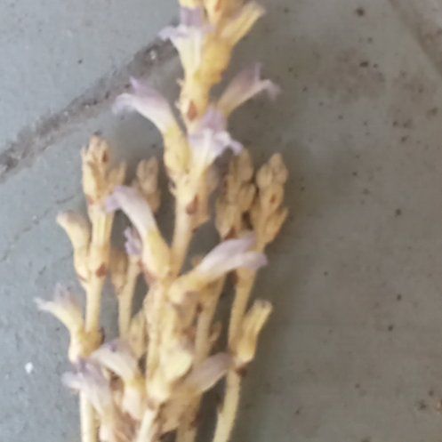 Photo of the plant species Beechdrops by @FitRuby3 named Rihanna on Greg, the plant care app