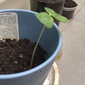 Photo of the plant species Upland Cotton by @WelsomeAgarito1 named Gossy on Greg, the plant care app