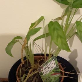 Photo of the plant species Calathea 'Misto' by @SirFlatpea82 named Bieber on Greg, the plant care app