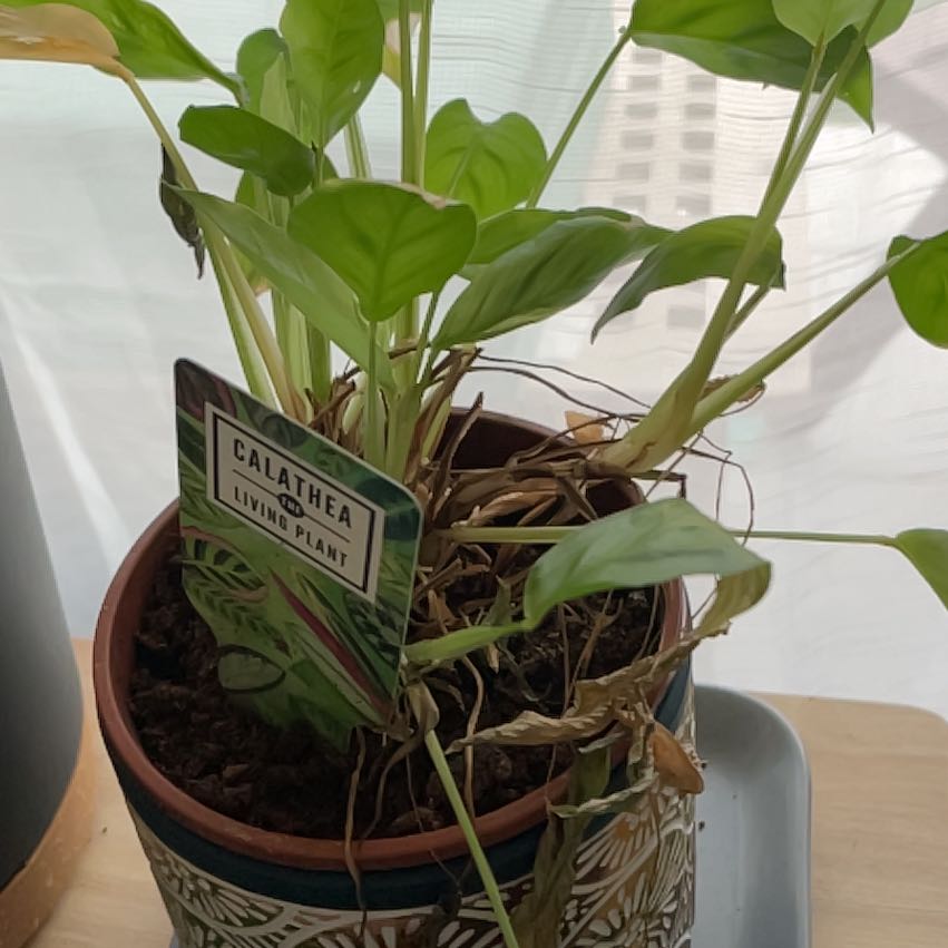 Photo of the plant species calathea by @SirFlatpea82 named Willow on Greg, the plant care app