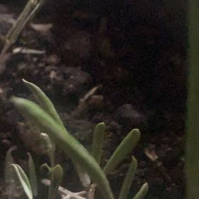 Photo of the plant species European Searocket by @GladTievine13 named Remington on Greg, the plant care app