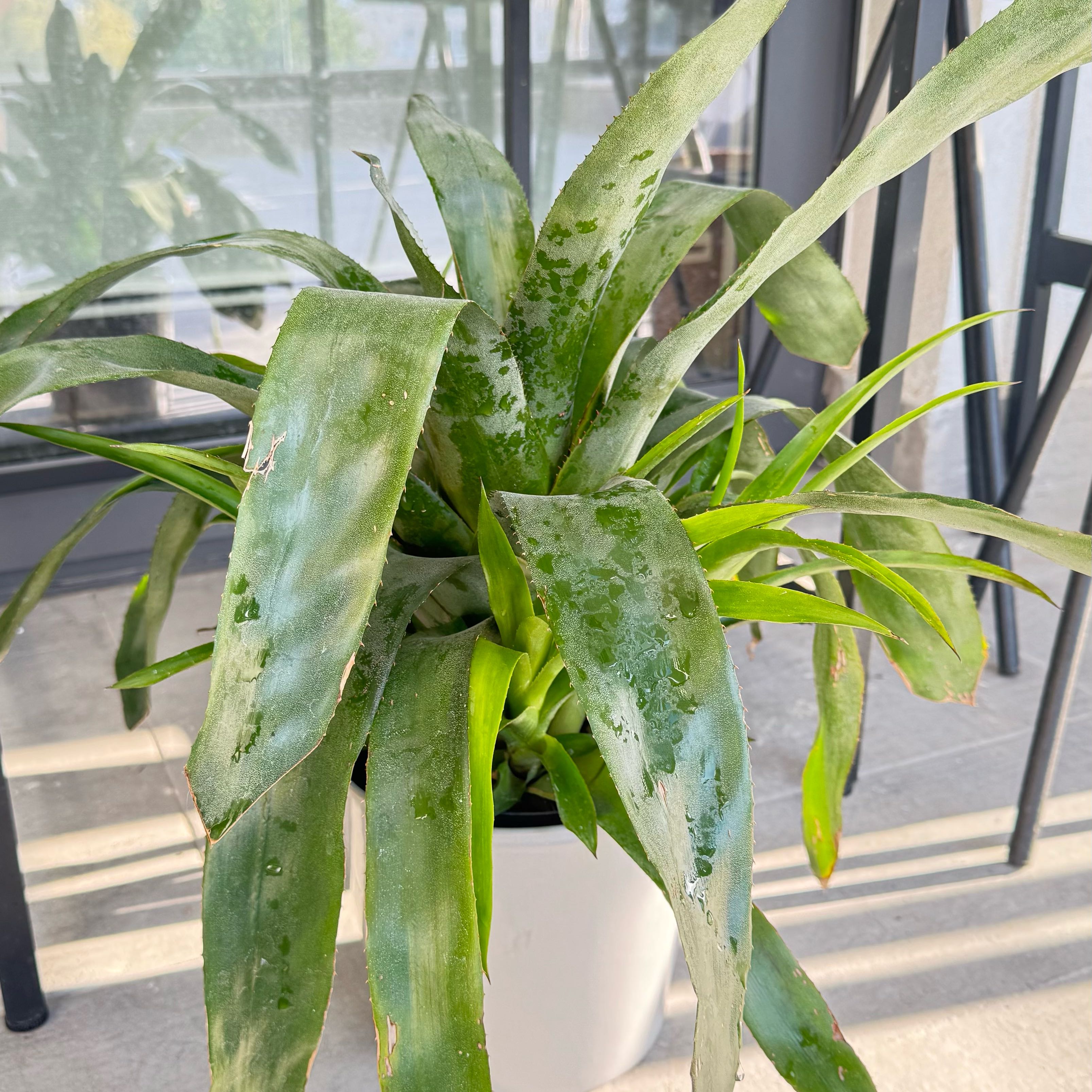 Photo of the plant species Matchstick bromeliad by @WarmGermanivy named Bieber on Greg, the plant care app