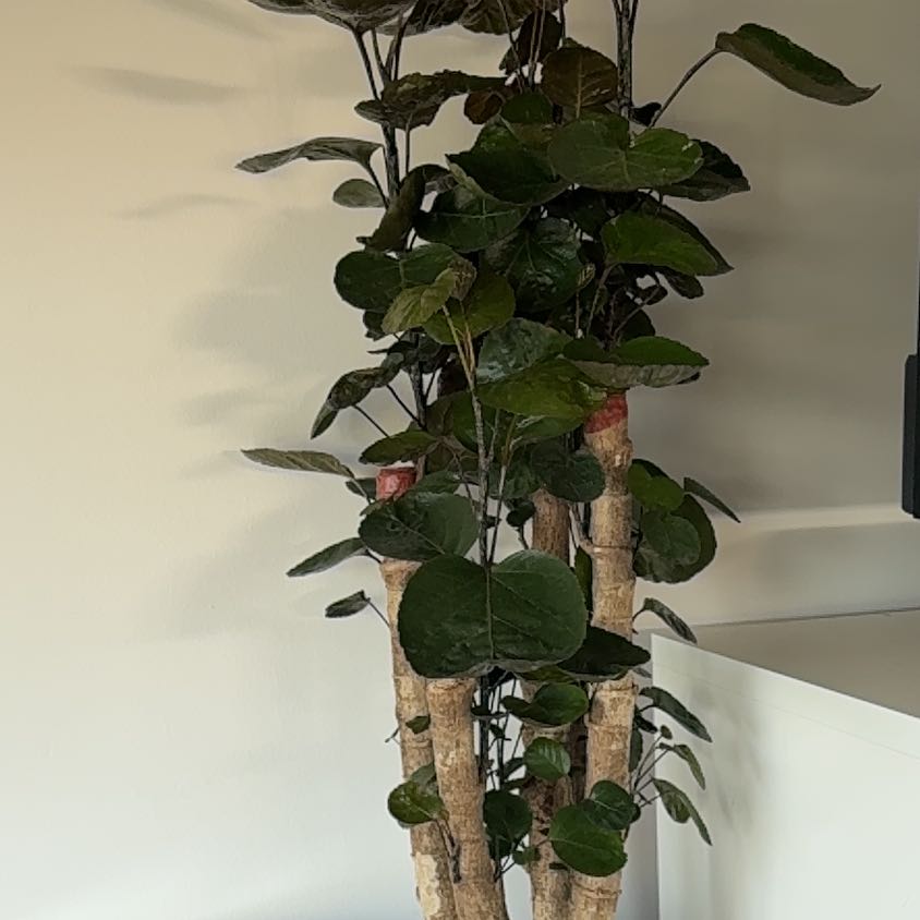 Photo of the plant species Aralia Fabian by @WarmGermanivy named Harper on Greg, the plant care app