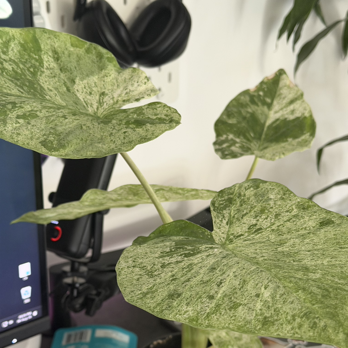 Photo of the plant species Dawn by @WarmGermanivy named Homer on Greg, the plant care app