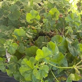 Photo of the plant species Ivy Geranium by @Eticketgirl named Rosa on Greg, the plant care app