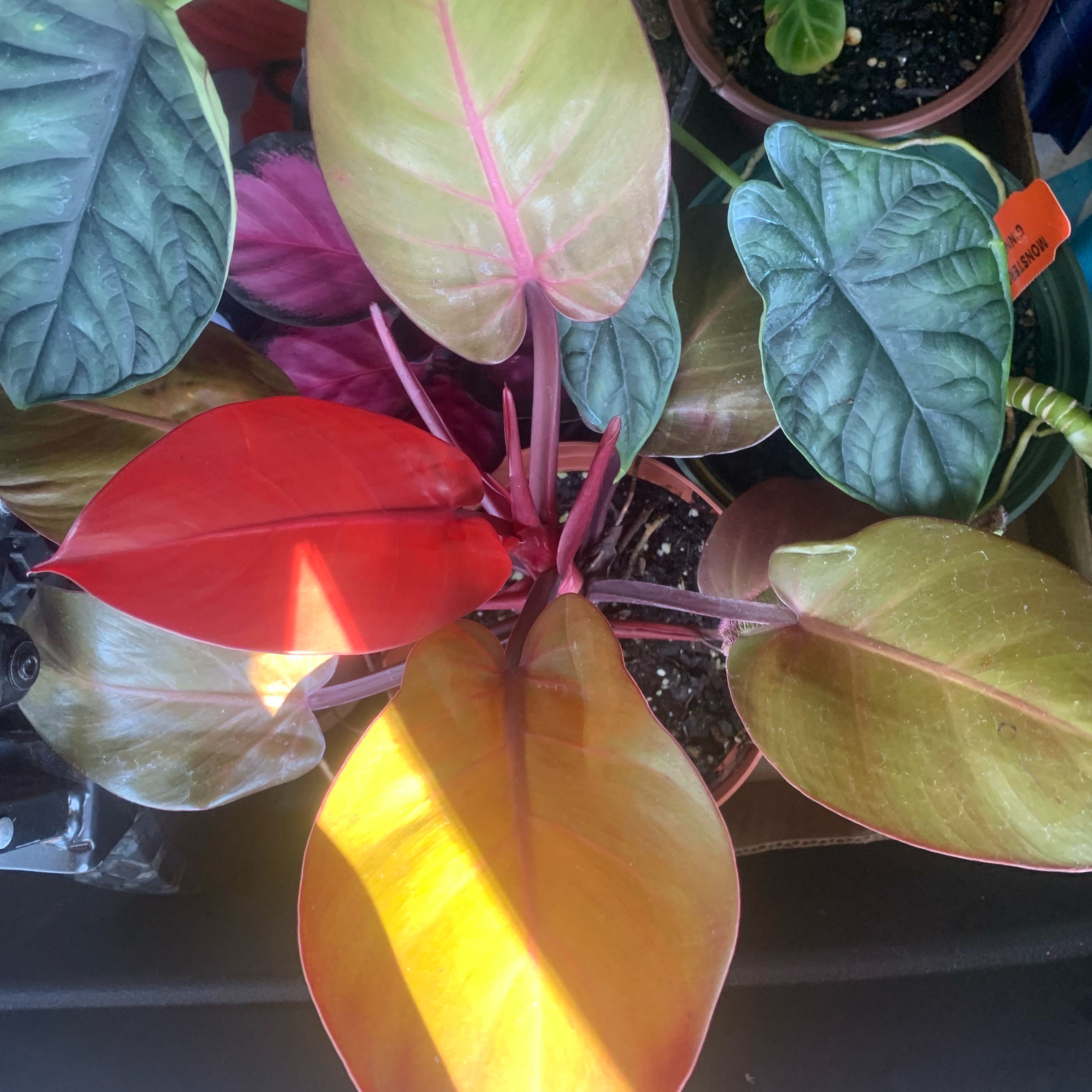 Photo of the plant species Philodendron Persimmon Princess by @Moplantsgrow named Cheryl on Greg, the plant care app