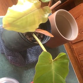 Photo of the plant species philodendron by @Moplantsgrow named Khaleesi on Greg, the plant care app