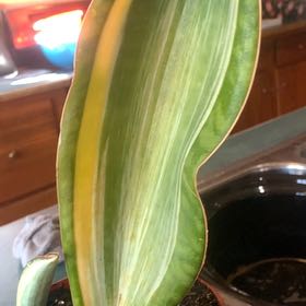 Photo of the plant species Variegated Whale Fin by @Moplantsgrow named Whalen on Greg, the plant care app