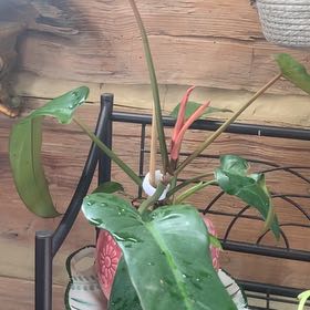 Photo of the plant species Philodendron 'Florida Bronze' by @Moplantsgrow named State on Greg, the plant care app
