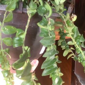 Photo of the plant species Curly Lipstick Plant by @Moplantsgrow named Cupid on Greg, the plant care app