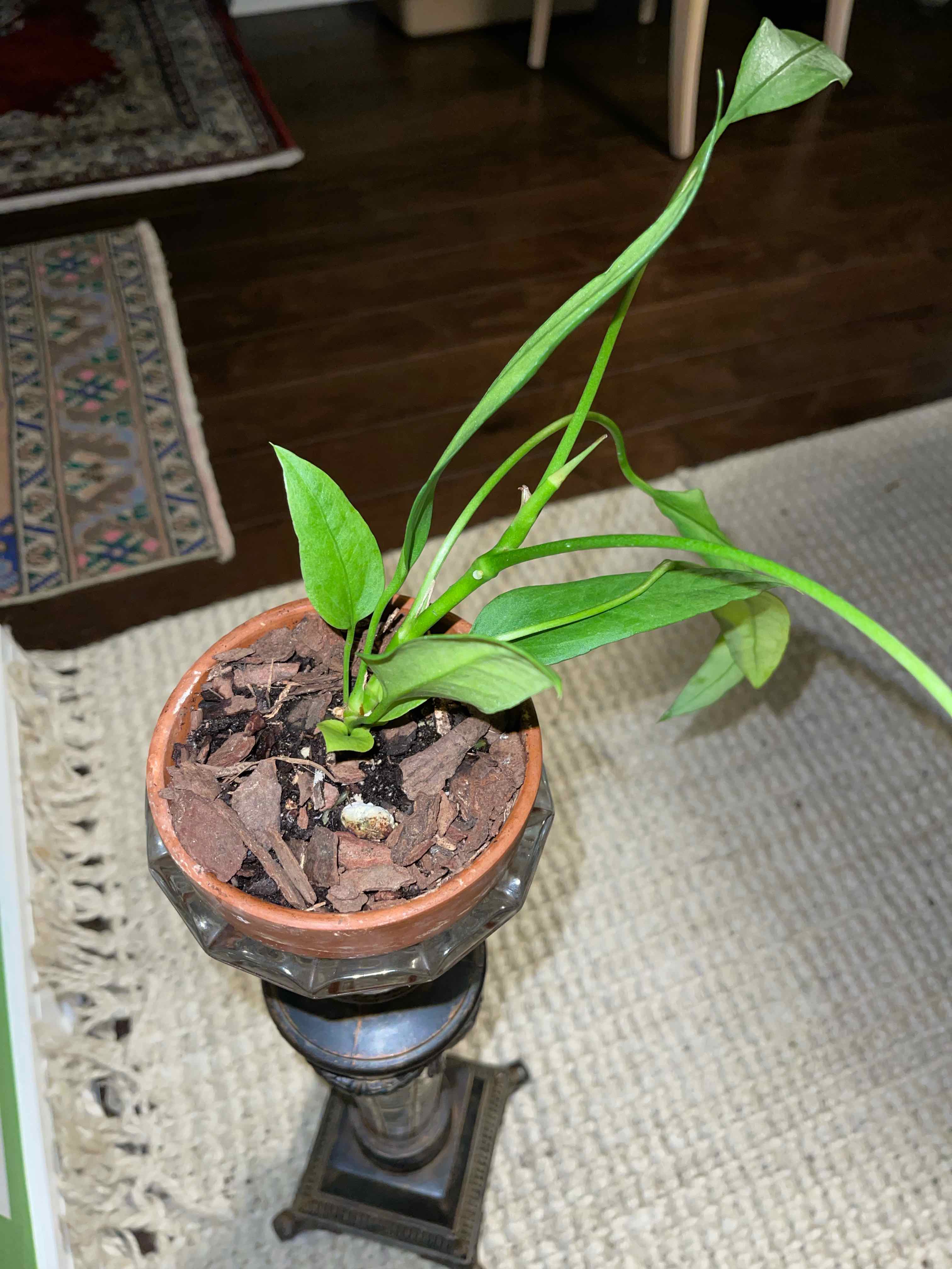 Potted Anthurium vittariifolium plant on a stand with green leaves and bark chip-covered soil.