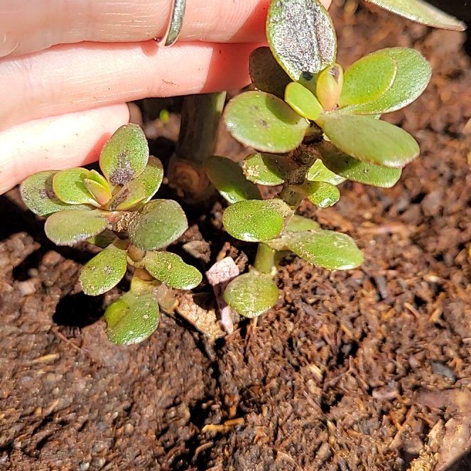 Photo of the plant species White Rata by @teapearl46 named Harper on Greg, the plant care app