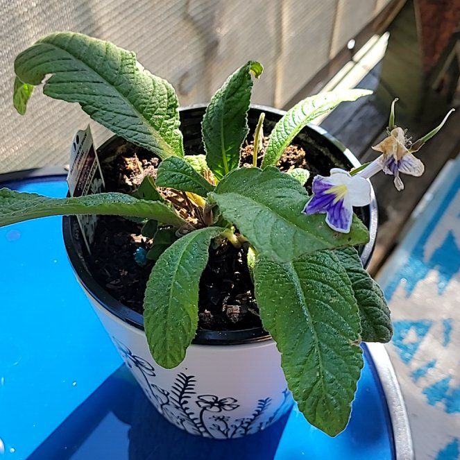 Photo of the plant species Streptocarpus 'Mia' by @teapearl46 named Marilyn on Greg, the plant care app