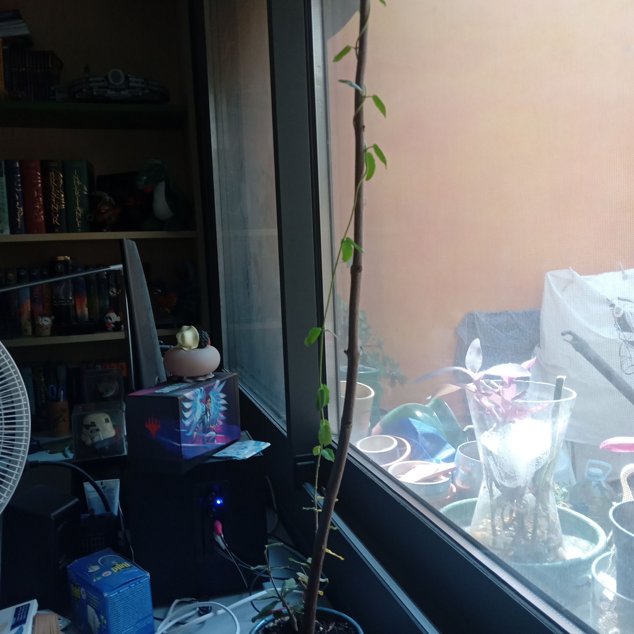 Photo of the plant species Fockea Edulis by @GoodyBanana31 named Fangorn on Greg, the plant care app