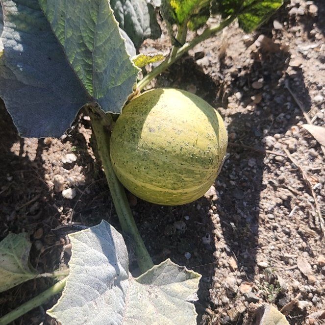 Photo of the plant species Buffalo Gourd by @AwesomeCowpea14 named Gregarious on Greg, the plant care app